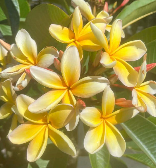 Frangipani Goldilocks