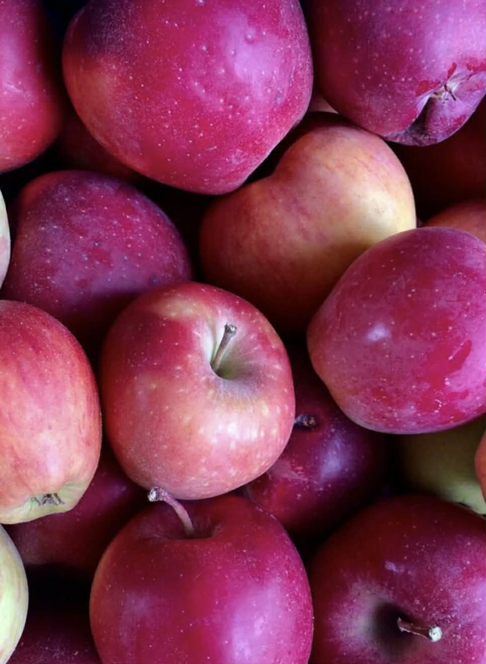 Apple Pink Lady Variety