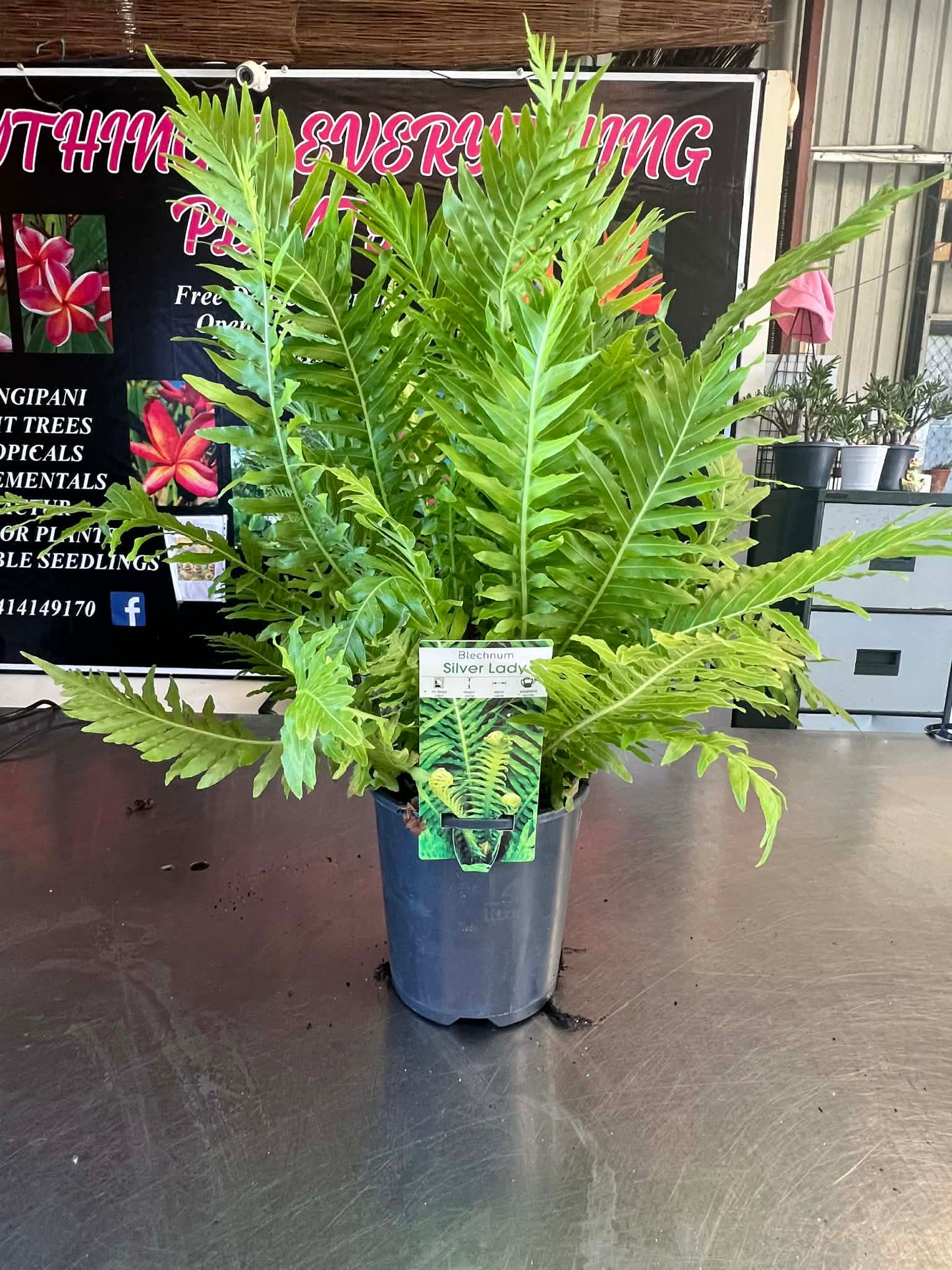 Silver Lady Fern