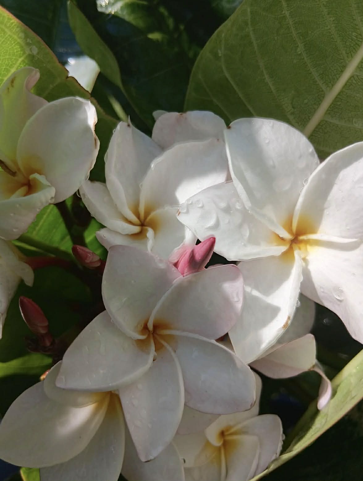 Frangipani San Germein