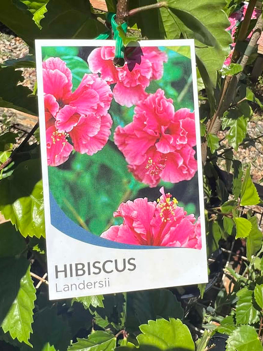 Hibiscus Landersii