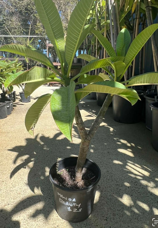 Special Manoa Beauty Frangipani