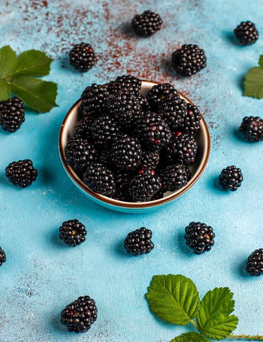 Blackberry Chester Variety