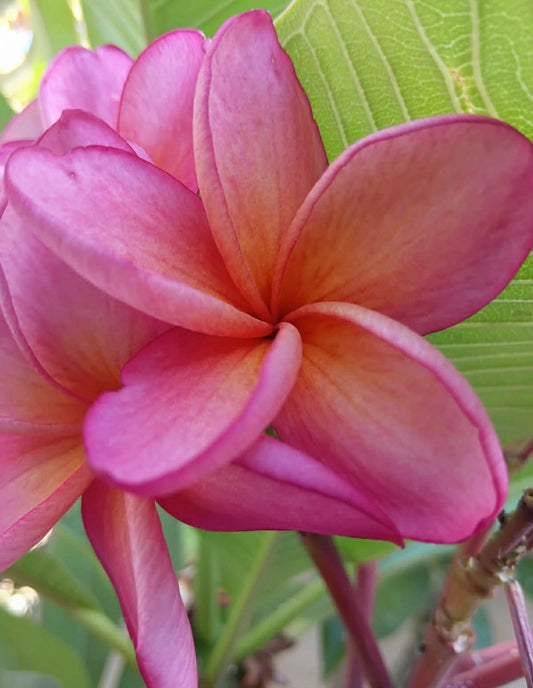 Frangipani Siame Princess