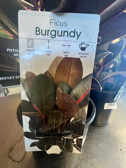 Ficus Burgundy Variety