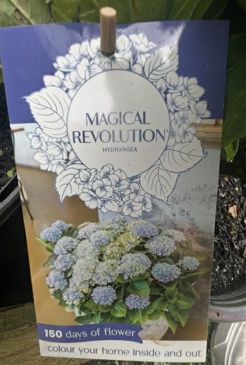 Hydrangea Magical Revolution Variety