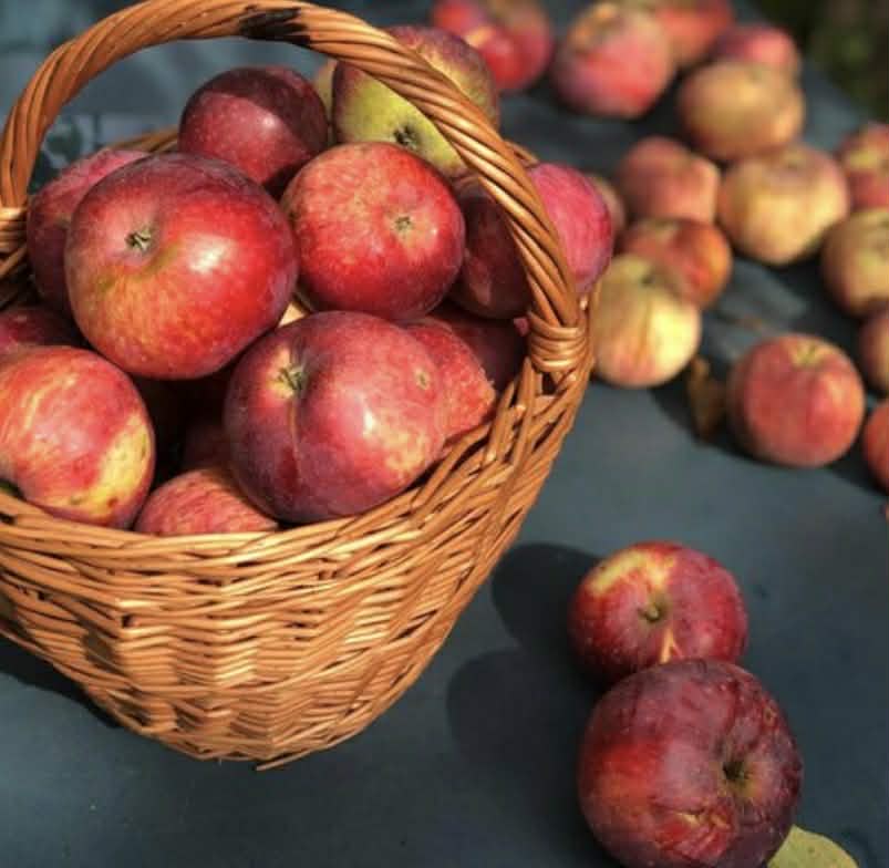 Apple Lady Williams Variety