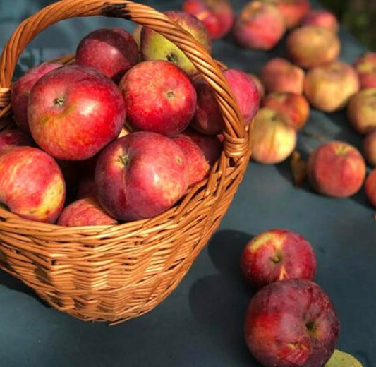 Apple Lady Williams Variety
