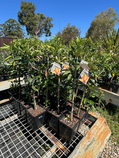 Kumquat Nagami Variety