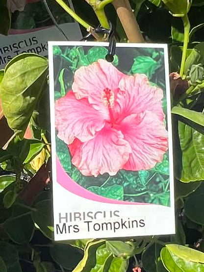 Hibiscus Mrs Tompkins
