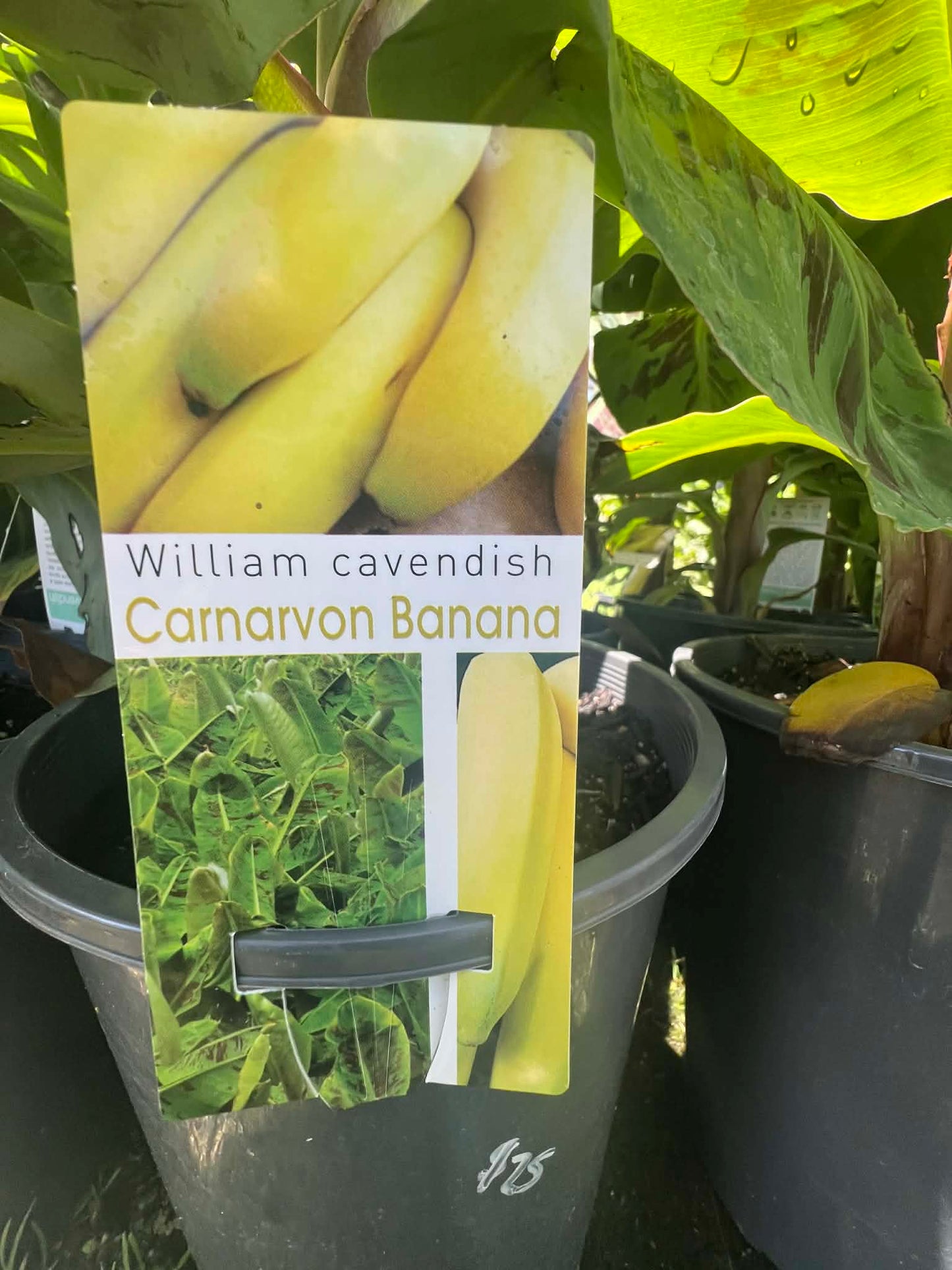 Banana Carnarvon Variety
