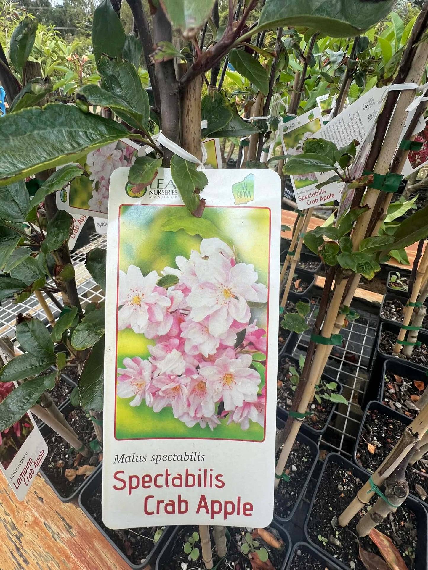 Crab Apple Mulus Spectabillis Variety