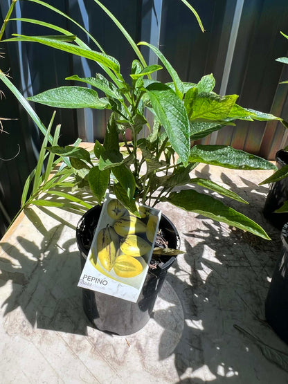 Pepino Gold Variety