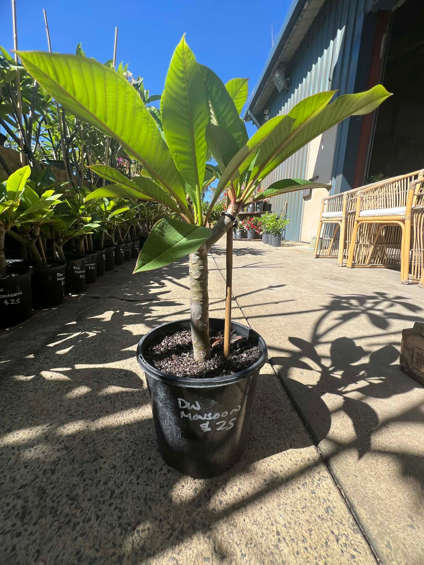 Special Dwarf Monsoon frangipani