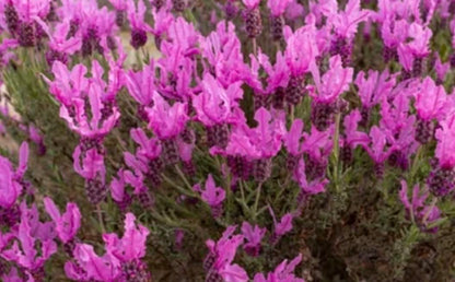 Lavender Javelin Forte Deep Rose