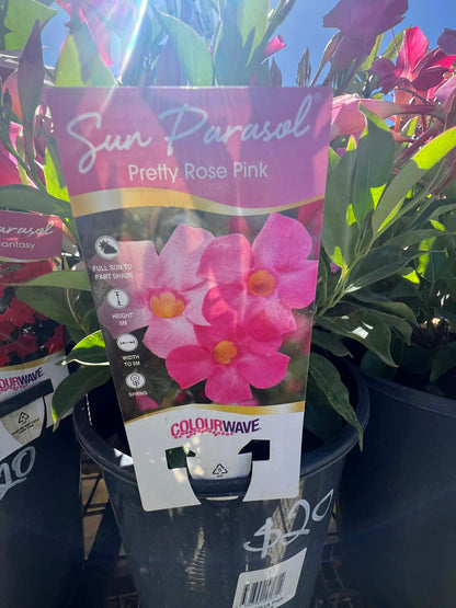 Mandevilla Pretty Rose Pink Variety