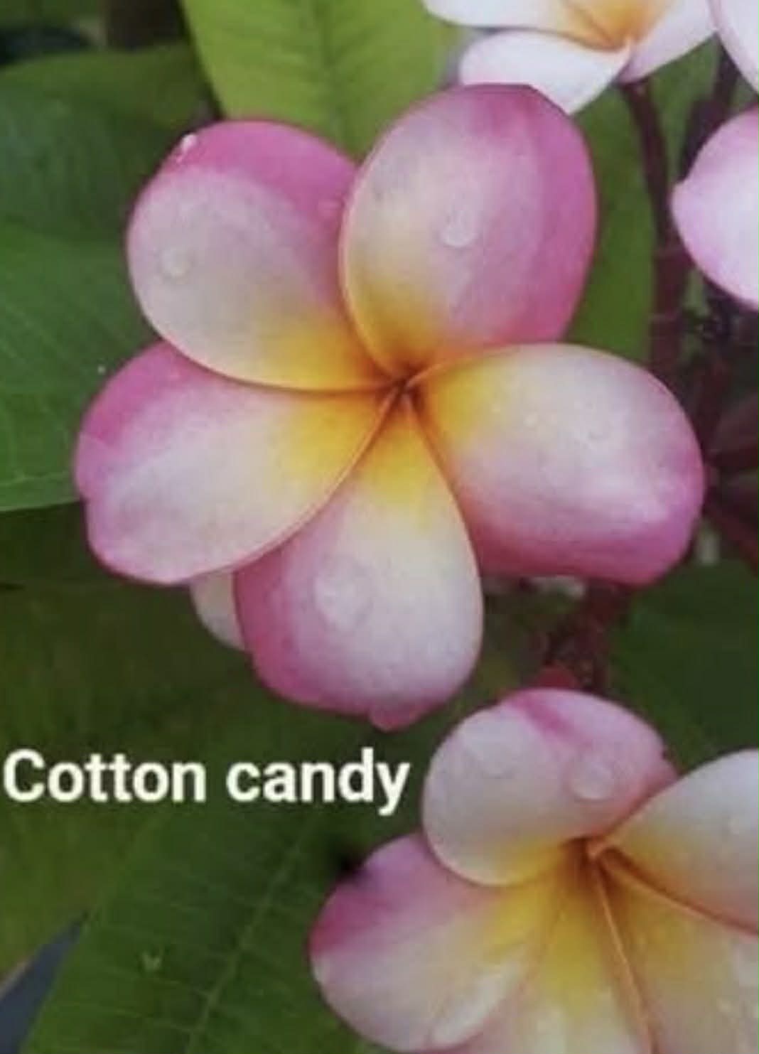 Special Dwarf Cotton Candy Frangipani