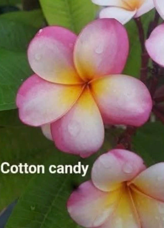 Special Dwarf Cotton Candy Frangipani