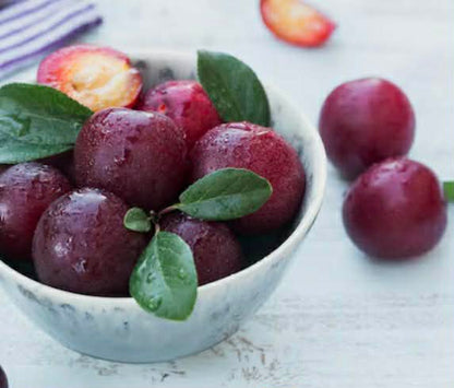 Plum Narrabeen Variety