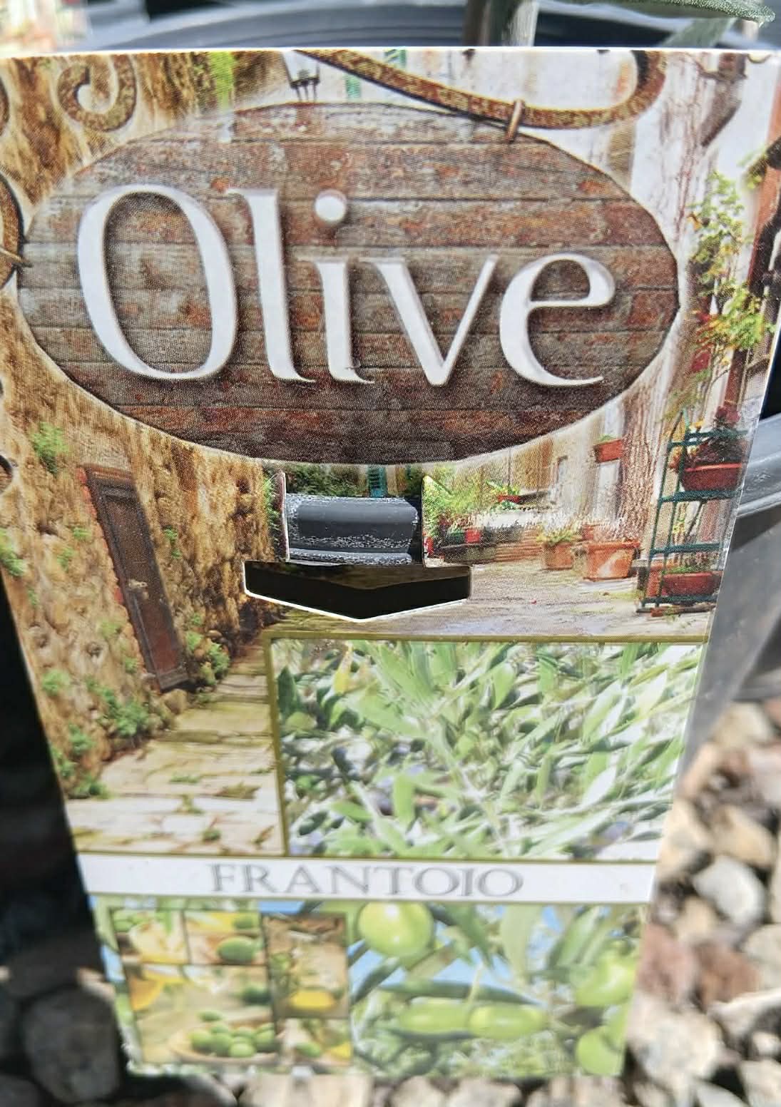 Olive frantoio Variety