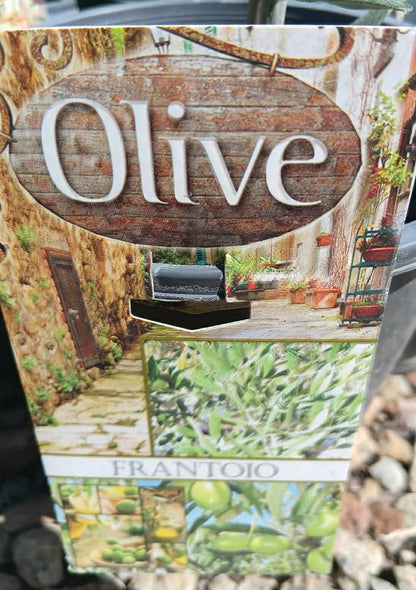 Olive frantoio Variety