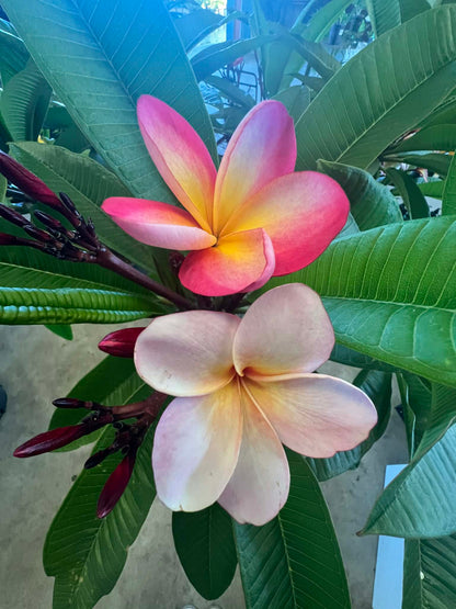 Frangipani Cotton Candy