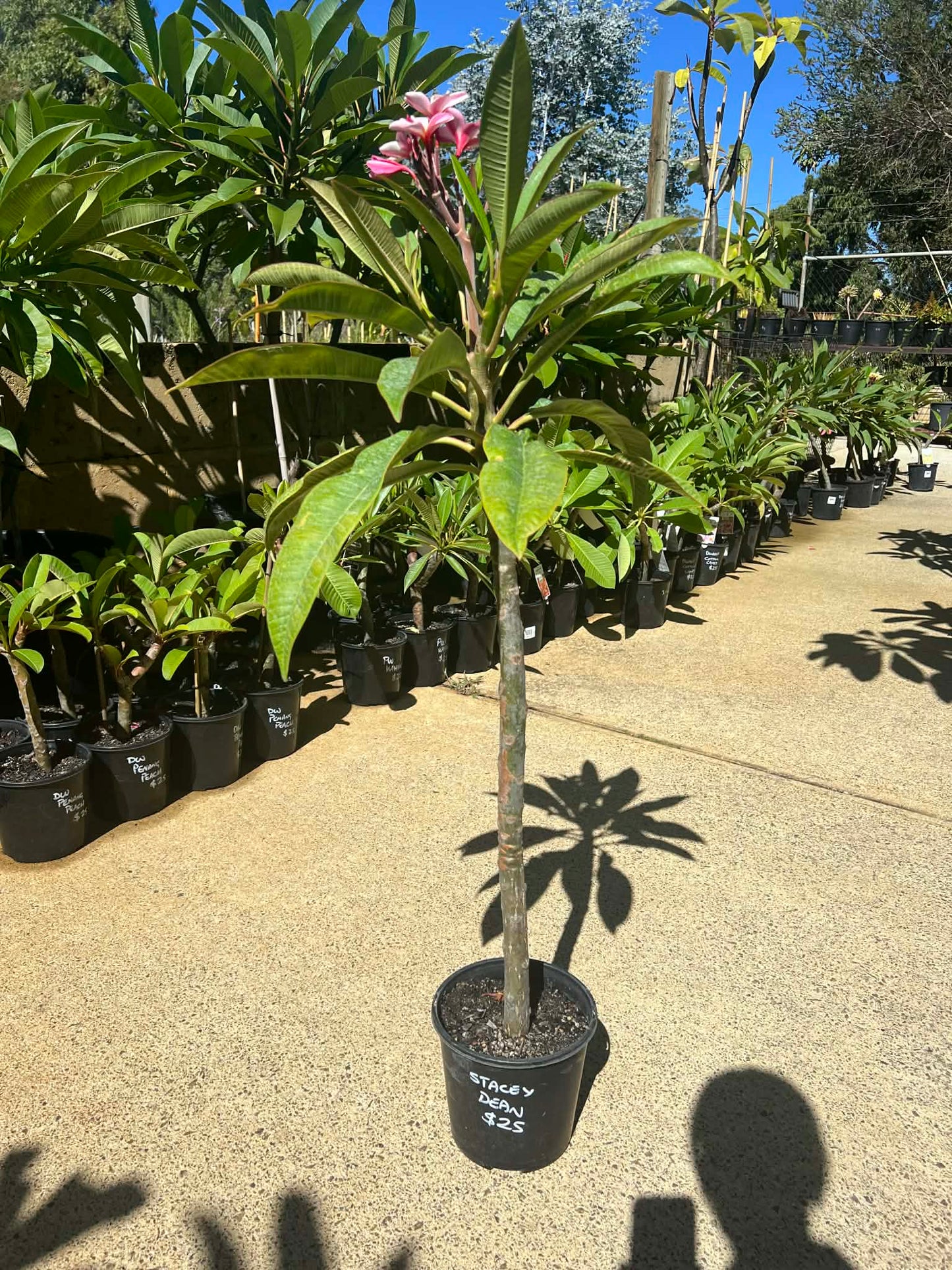 Special Stacey Dean Frangipani