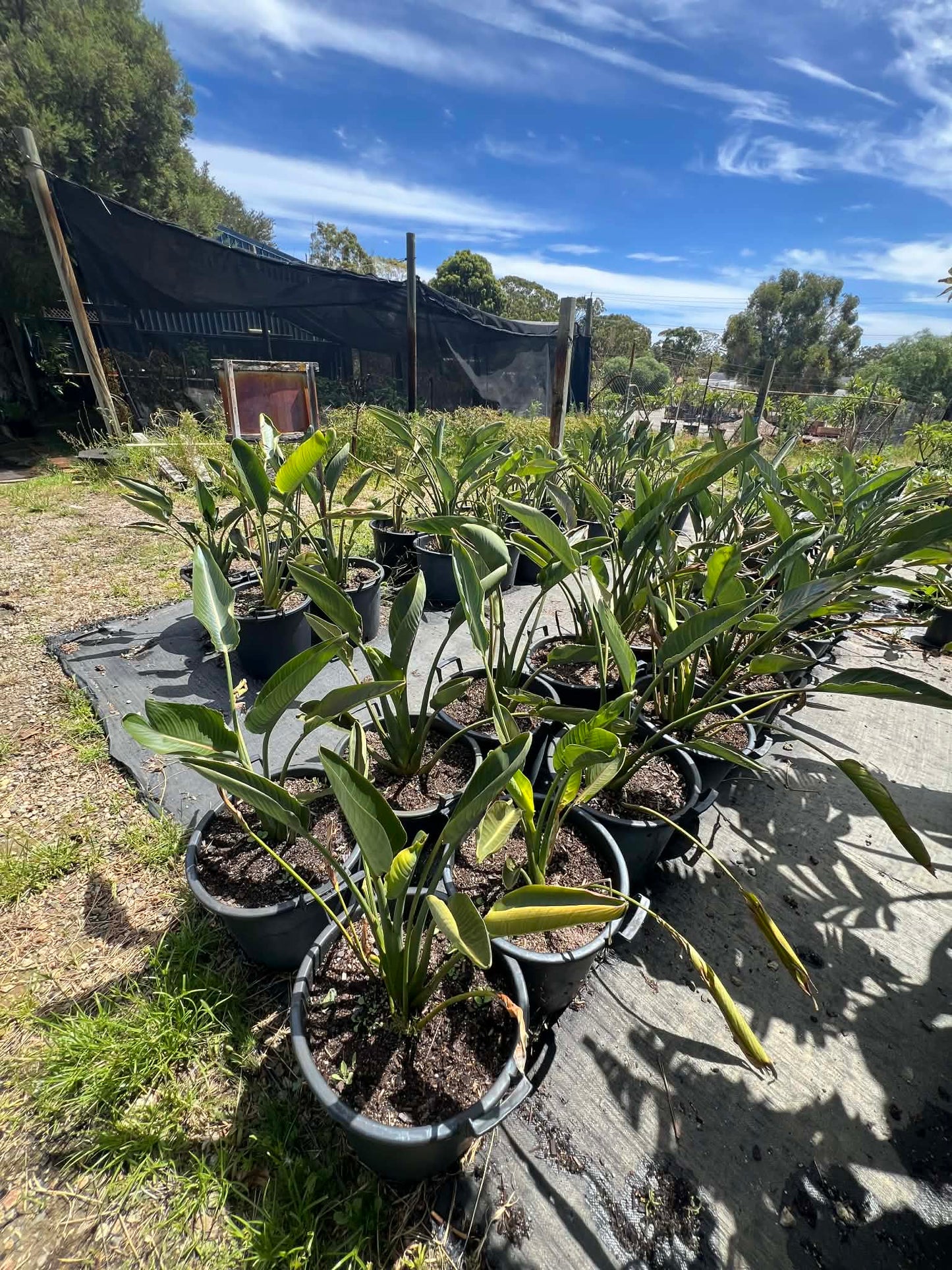 Dwarf Orange Bird Of Paradise (Sun Hardened)