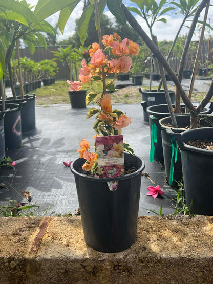Bougainvillea Golden Ice Variety