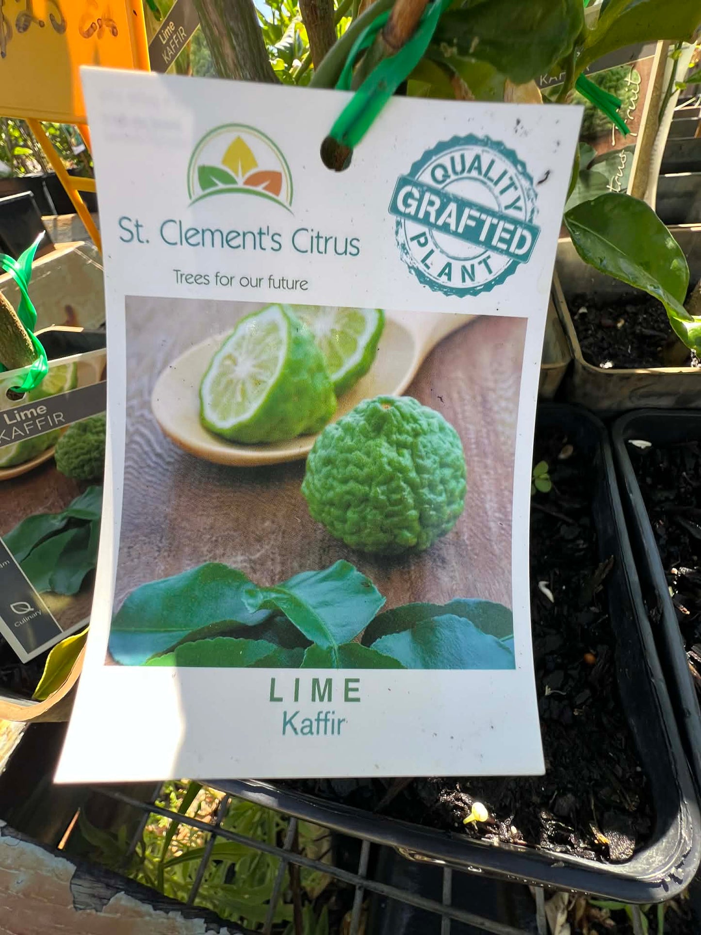 Lime Kaffir Variety