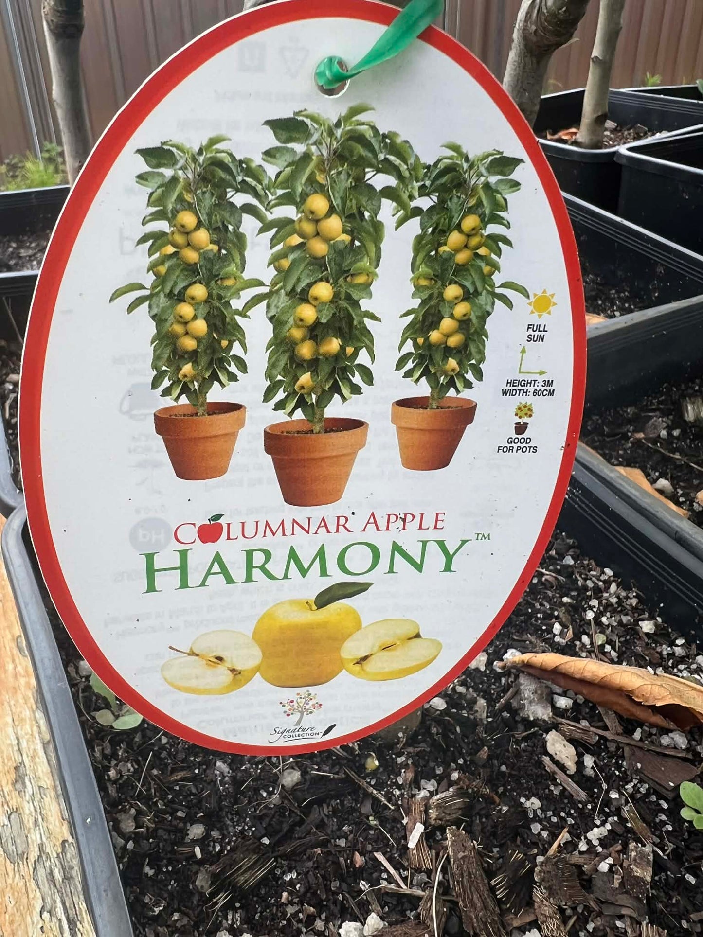 Dwarf Columnar Apple Tree Harmony Variety