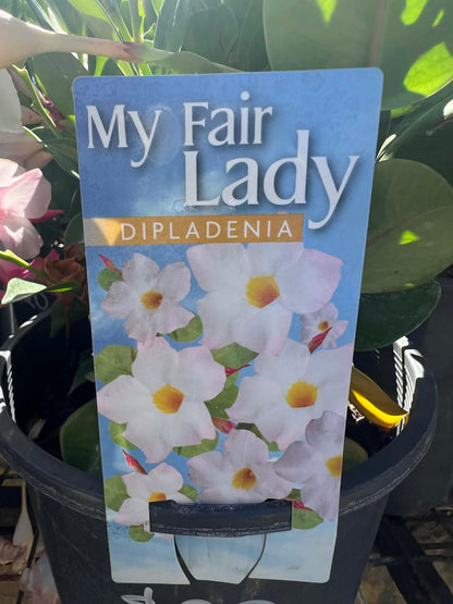 Mandevilla My Fair Lady Variety