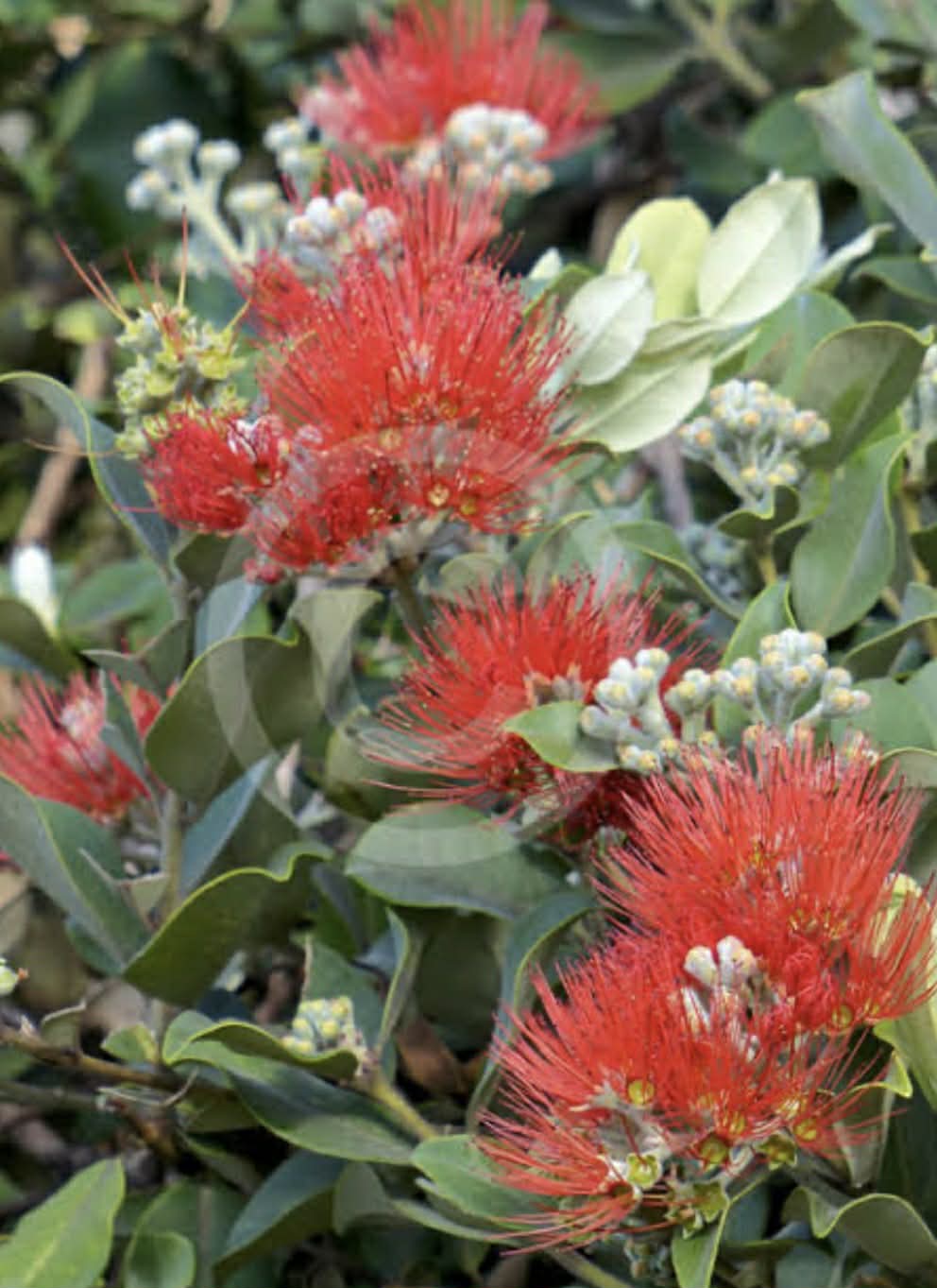 Metrosideros Springfire