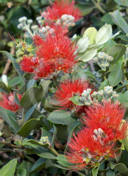 Metrosideros Springfire