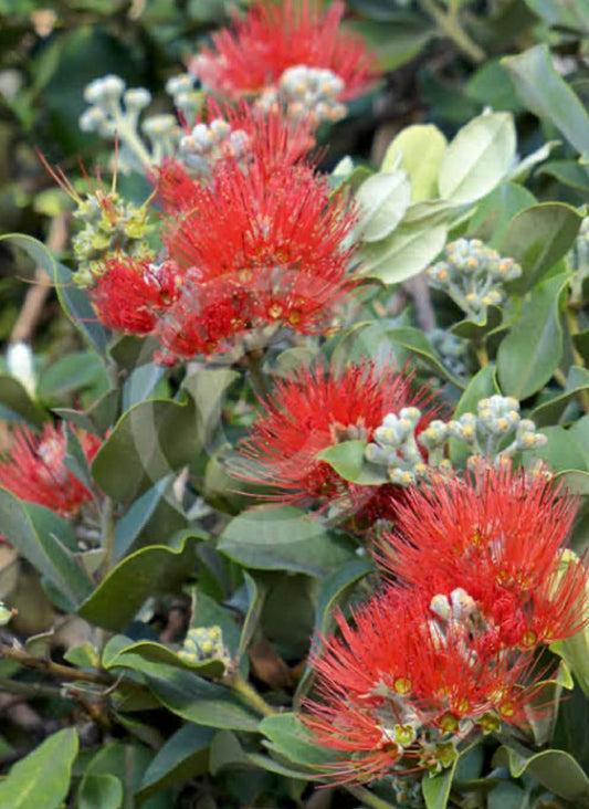 Metrosideros Springfire