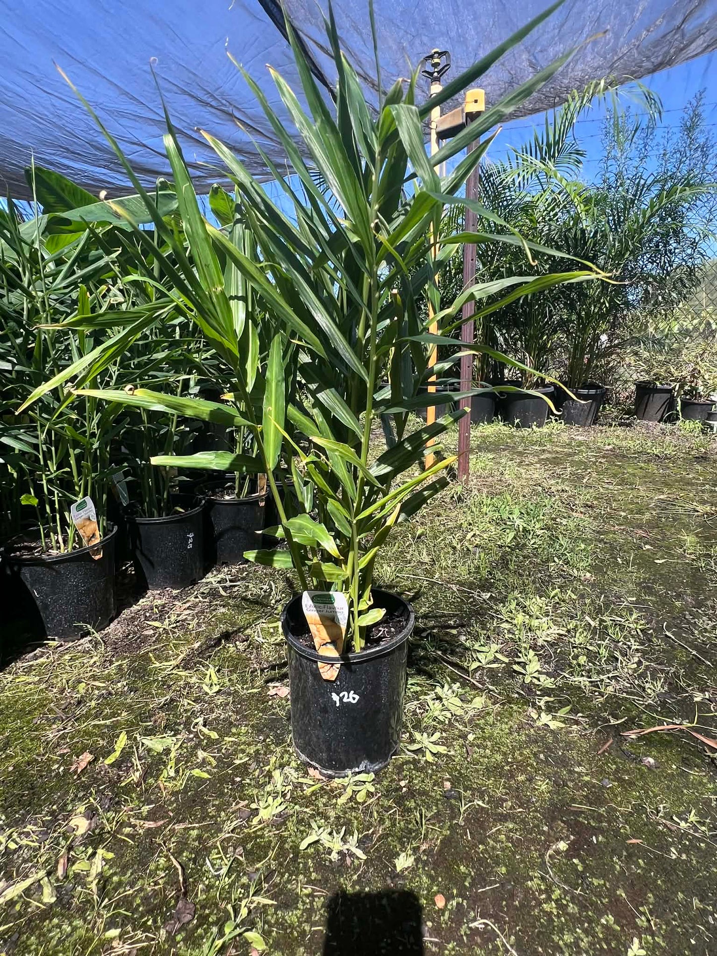 Jumbo Ginger