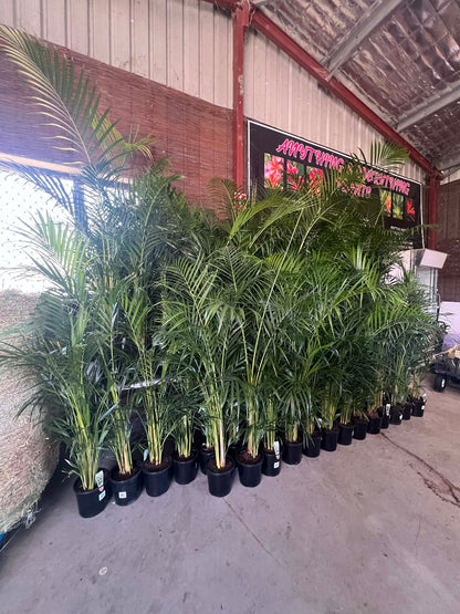 Golden Cane Palms