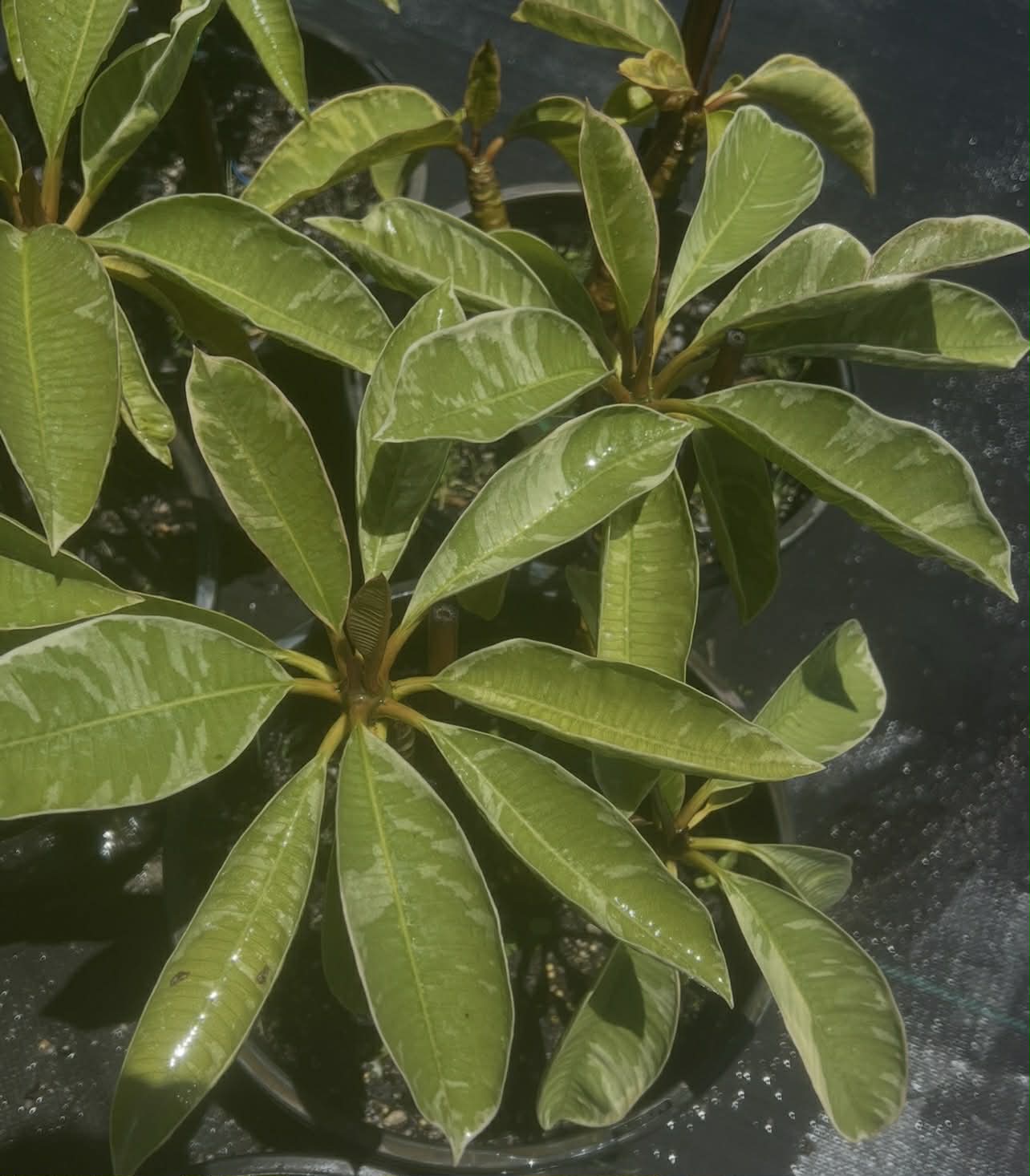 Variegated Thai Silver Leaf Frangipani