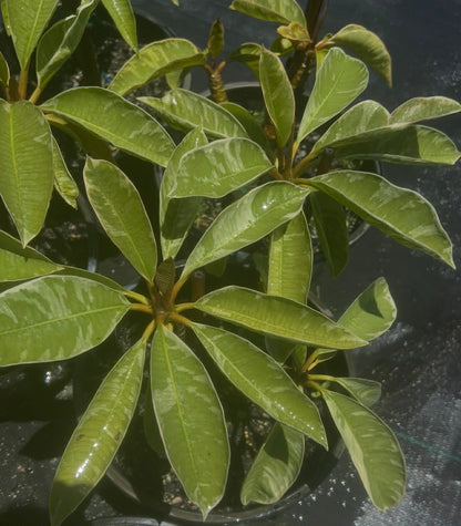 Variegated Thai Silver Leaf Frangipani