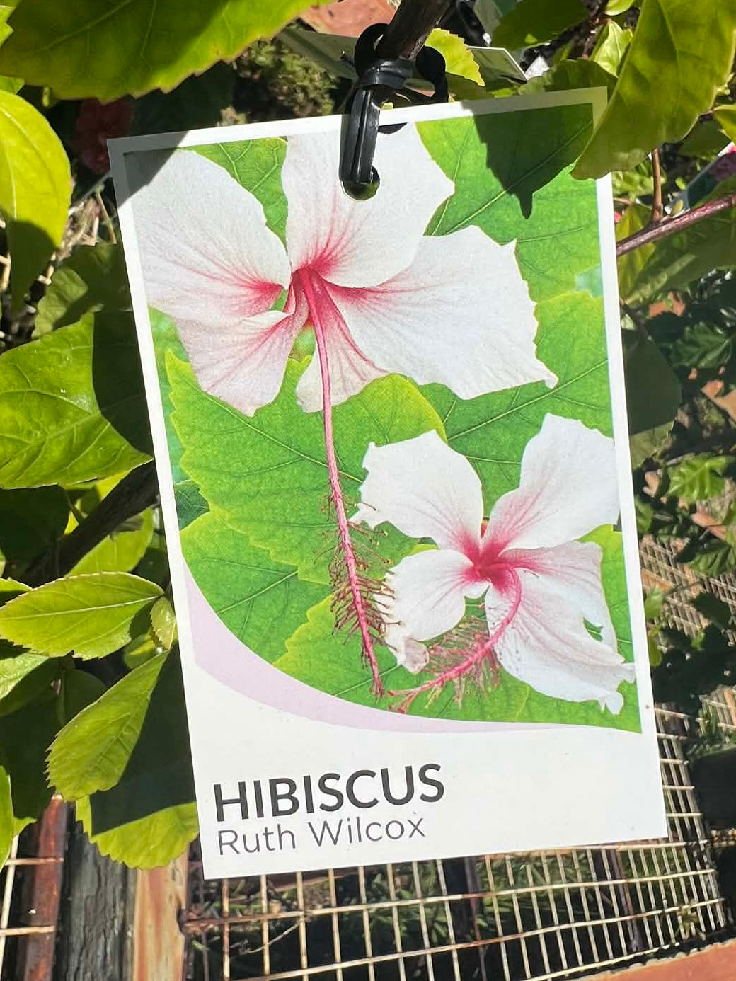 Hibiscus Ruth Wilcox