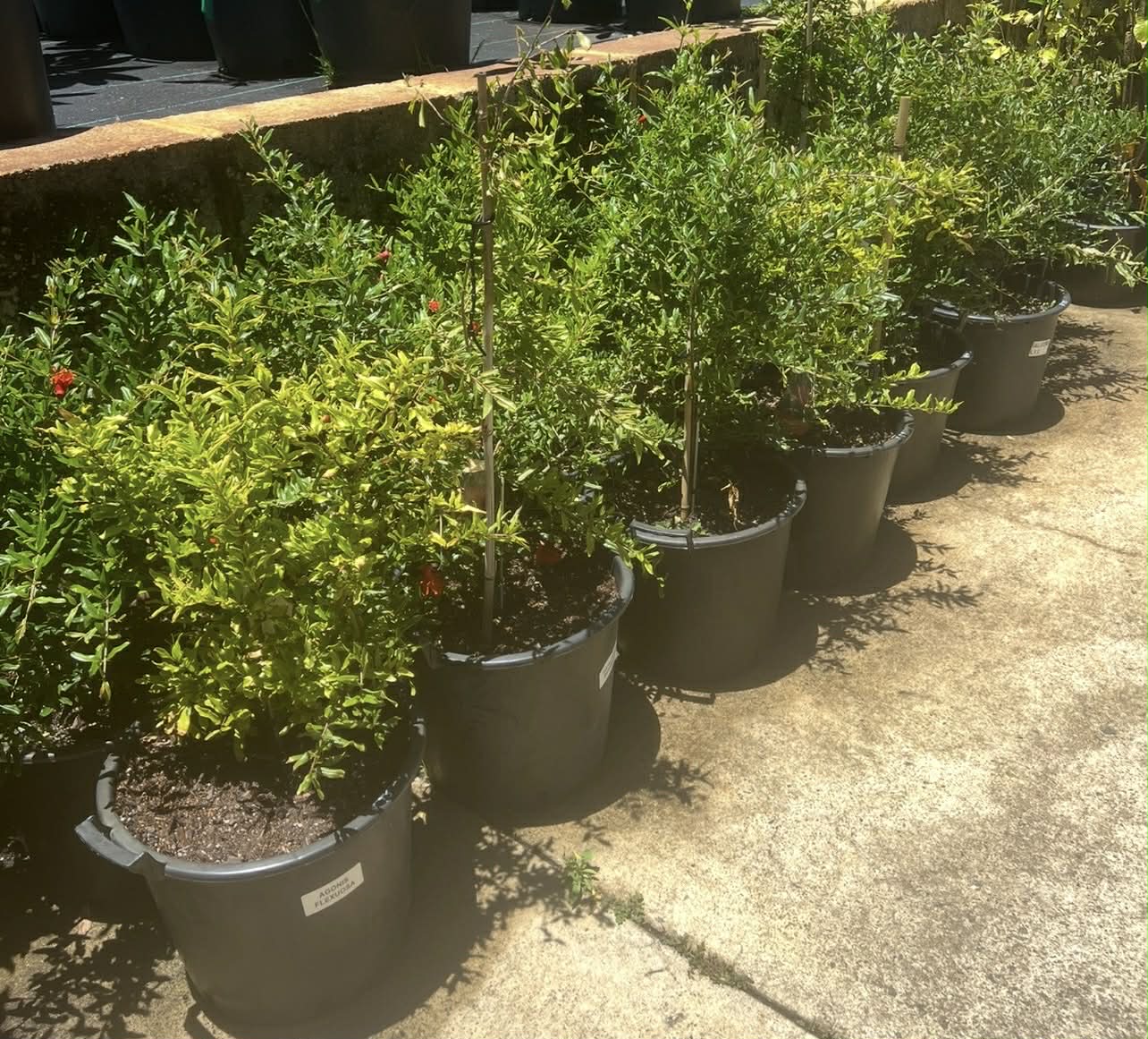 Pomegranate Wonderful Variety