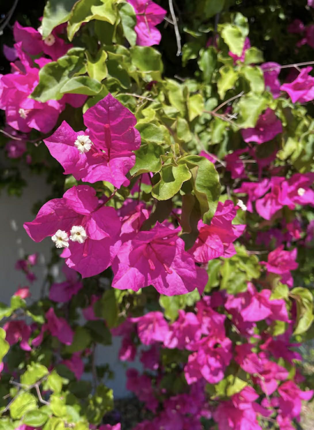 Bougainvillea Donya Variety