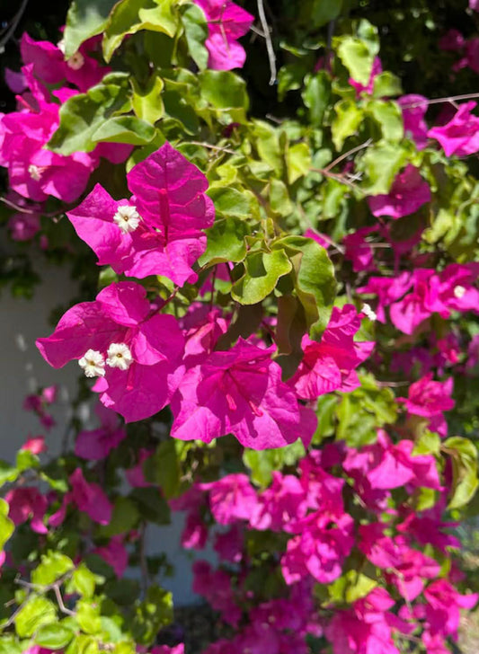 Bougainvillea Donya Variety
