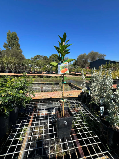 Orange Newhall  Navel Variety