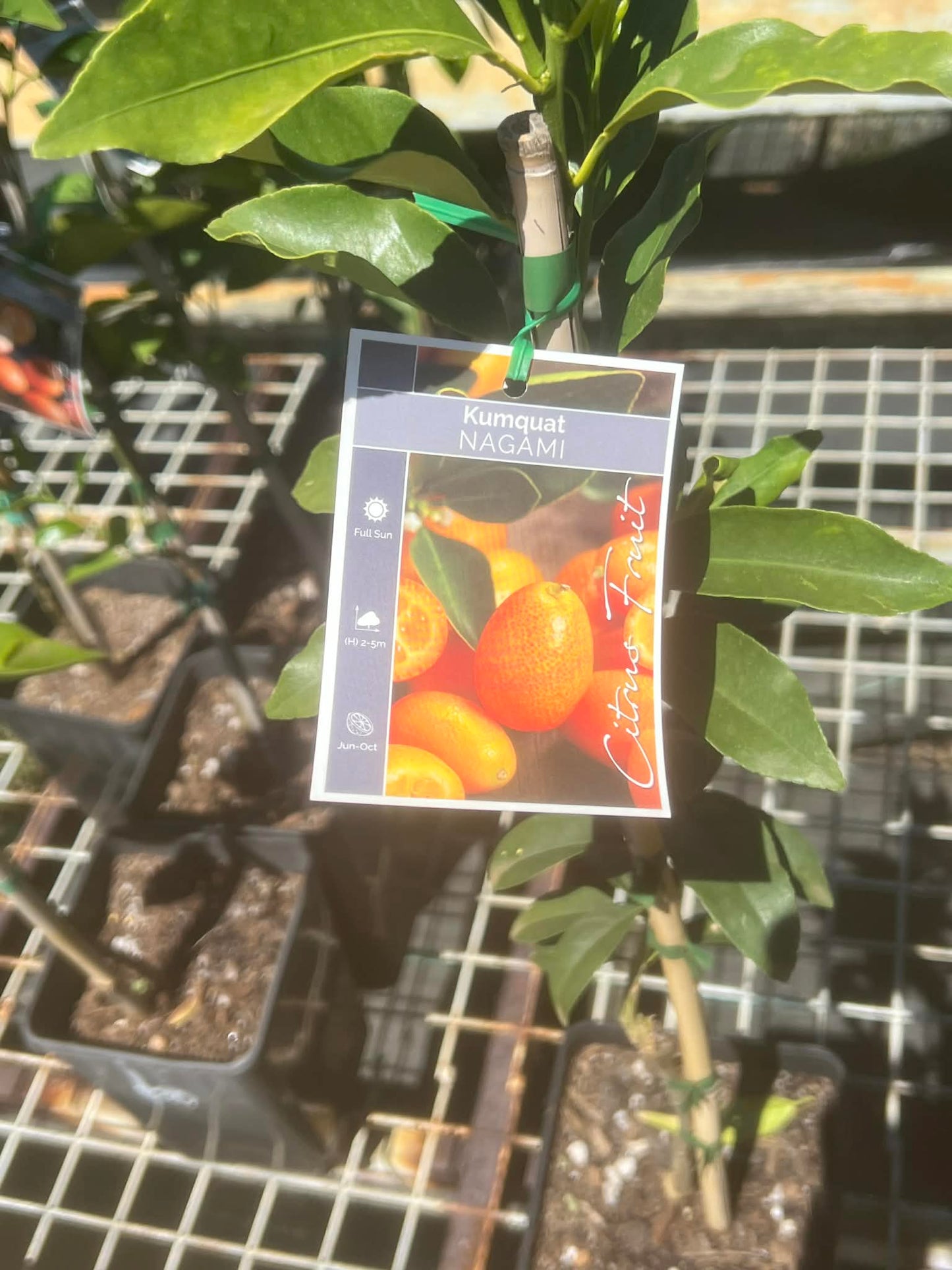 Kumquat Nagami Variety