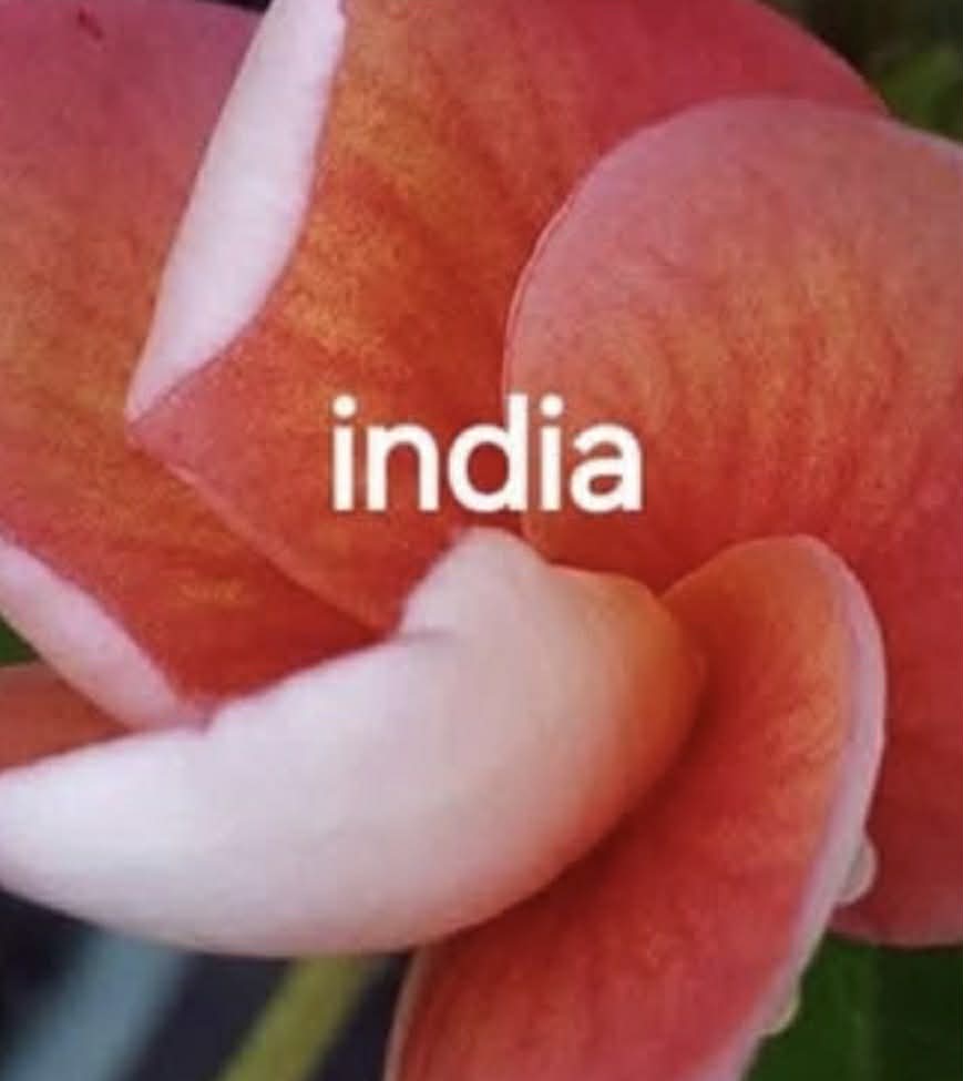 Special India Frangipani