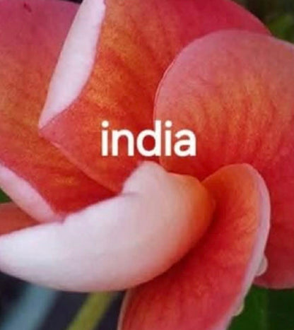 Special India Frangipani