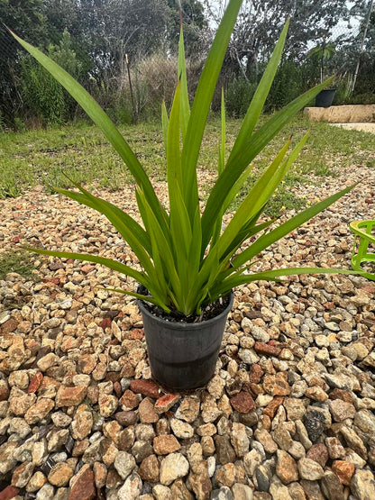 Yellow Kangaroo Paws