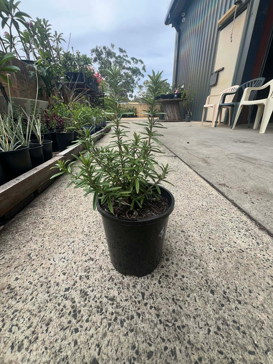 Rosemary Benenden Blue