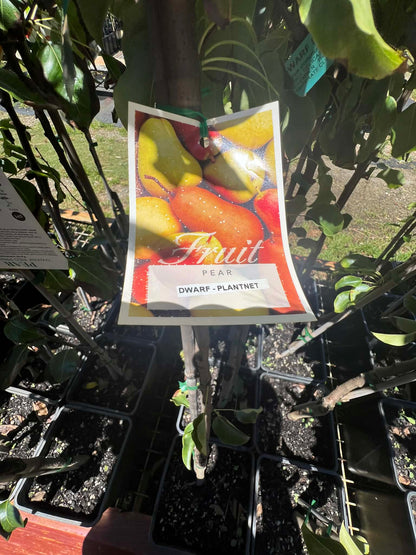 Dwarf Christmas Pear